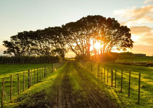 Le migliori canzoni da ascoltare in campagna